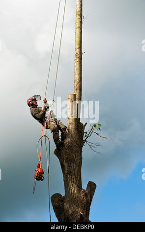 A tree surgeon (arborist) in full protective kit climbing a poplar tree, UK