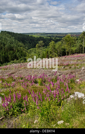 FOXGLOVES IN SCOTLAND  SHOWING PLANT REGENERATION AFTER FORESTRY CLEARFELL Stock Photo