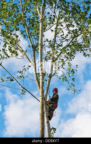 A tree surgeon (arborist) in full protective kit climbing a poplar tree, UK Stock Photo