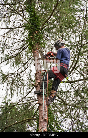 A tree surgeon (arborist) at work topping a larch tree, wearing a safety harness and protective clothing, UK