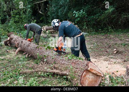 Tree surgeons (arborists) at work using chainsaws to log the trunk of a felled poplar tree, UK Stock Photo