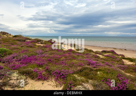 HEATHERS GROWING ON SAND DUNES FINDHORN BEACH MORAY SCOTLAND Stock Photo