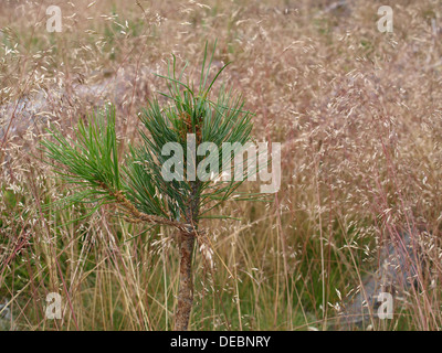 Mountain pine / Pinus mugo / Bergkiefer Stock Photo