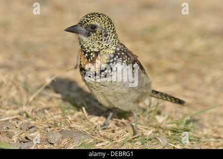 D'Arnaud's Barbet (Trachyphonus darnaudii), Serengeti, Tanzania Stock Photo