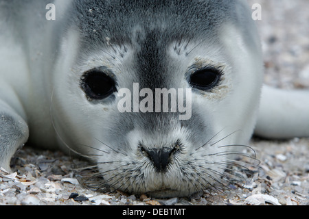 Harbour Seal (Phoca vitulina), pup, East Frisian Islands, East Frisia, Lower Saxony, Germany Stock Photo