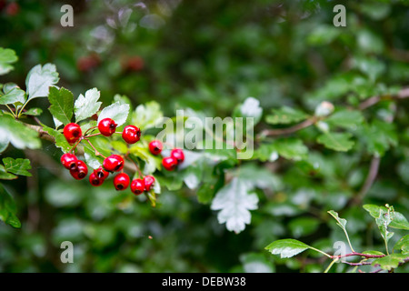 Bright red Hawthorn berries on an Autumn branch. Stock Photo