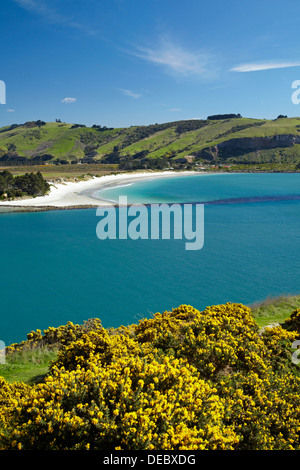 Gorse, Otago Harbour entrance, and Aramoana Beach, Dunedin, Otago, South Island, New Zealand Stock Photo