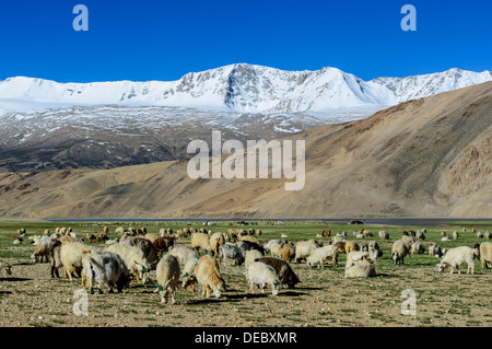 A flock of sheep is grazing at an altitude of 4.600 m, snow covered mountains in the distance, Korzok, Ladakh, Jammu and Kashmir Stock Photo