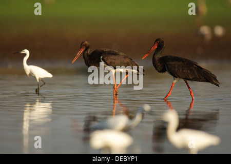 The Black Stork (Ciconia nigra) is a large wading bird in the stork family Ciconiidae. Stock Photo