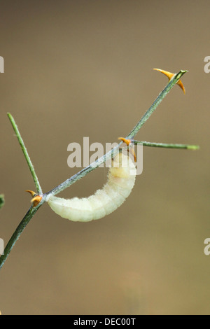 Caterpillar of the Colotis fausta also Large Salmon Arab (Madais fausta) butterfly building his cocoon Stock Photo