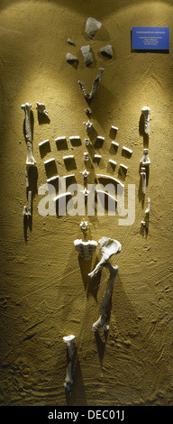 Australopithecus Afarensis. Lucy. Adult Female Skeleton. 3.2 Million ...