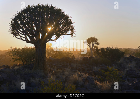 Quiver trees (Aloe dichotoma) at sunset, Keetmanshoop, Karas Region, Namibia Stock Photo