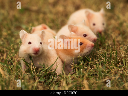 Syrian Hamster (Mesocricetus auratus)