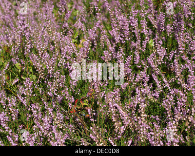 Calluna vulgaris, Ling or Erica in bloom. Vertical floral