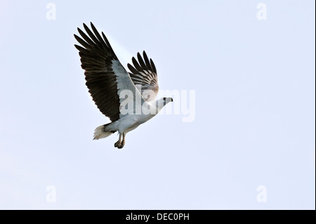 White-bellied Sea Eagle (Haliaeetus leucogaster), Raja Ampat, West Papua, Indonesia