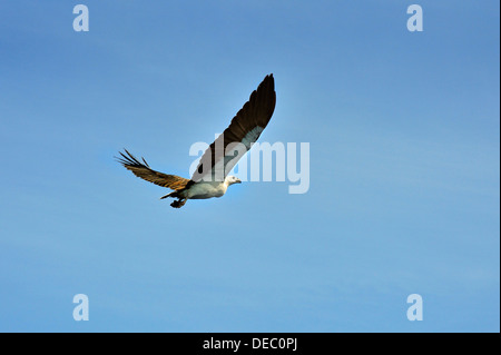 White-bellied Sea Eagle (Haliaeetus leucogaster), Raja Ampat, West Papua, Indonesia