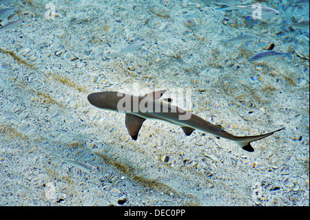 Blacktip Reef Shark (Carcharhinus melanopterus), young, Batbitim Island, Raja-Ampat, West Papua, Indonesia Stock Photo