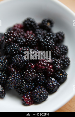 Blackberries in a white bowl. Stock Photo