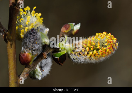 The catkins of goat willow (Salix caprea) flowering at Blashford Lakes, Hampshire. March. Stock Photo