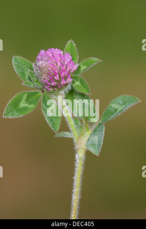 A Red Clover (Trifolium pratense) covered with early morning dew drops. Stock Photo