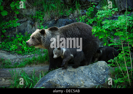 Brown Bear (Ursus arctos) with its cubs, Langenberg Zoo, Adliswil, Canton of Zurich, Switzerland Stock Photo