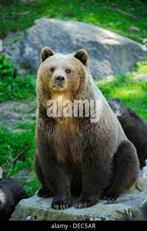 Brown Bear (Ursus arctos) sitting on a rock, Langenberg Zoo, Adliswil, Canton of Zurich, Switzerland Stock Photo