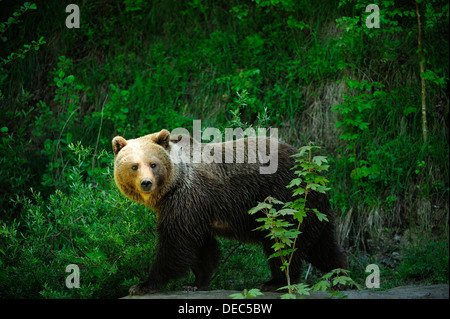 Brown Bear (Ursus arctos), Langenberg Zoo, Adliswil, Canton of Zurich, Switzerland