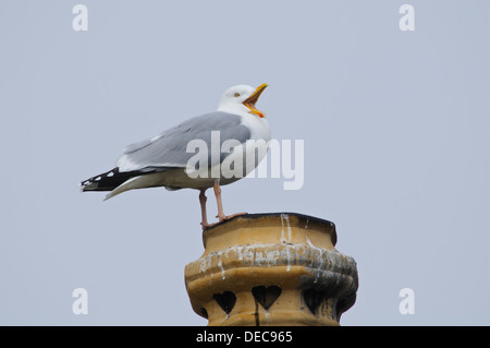 An adult herring gull (Larus argentatus) caught in mid-yawn while perched on a chimney pot at Chanonry Point, Inverness-shire Stock Photo