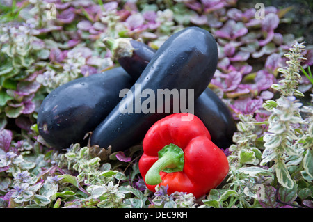 pepper and eggplants in the violet grass Stock Photo