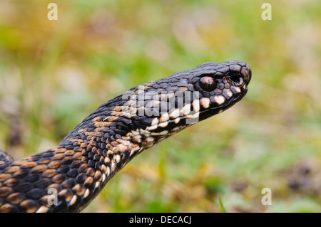 A close-up on the head of an adult male adder (Vipera berus) in grassland near Swanley, Kent. April. Stock Photo