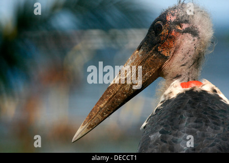 Portrait of a Marabou Stork, Uganda Stock Photo