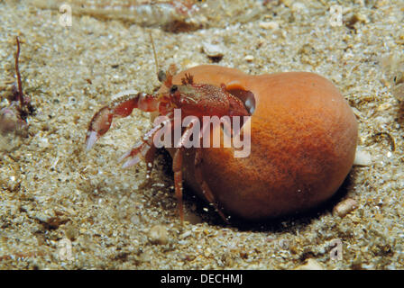 Suberites domuncula is a sea sponge that grows on a gastropoda shell  inhabited for a hermit crab Stock Photo - Alamy