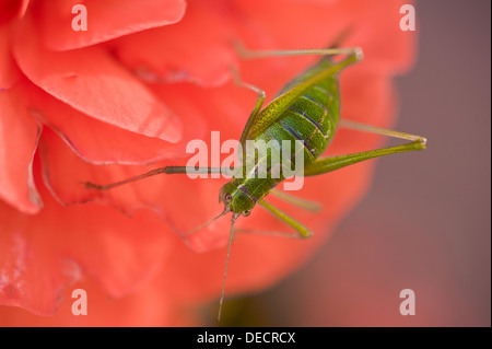 Speckled Bush-cricket Leptophyes punctatissima Stock Photo