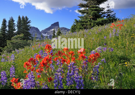 Black Tusk, wildflowers, Garibaldi Provincial Park, British Columbia, Canada Stock Photo