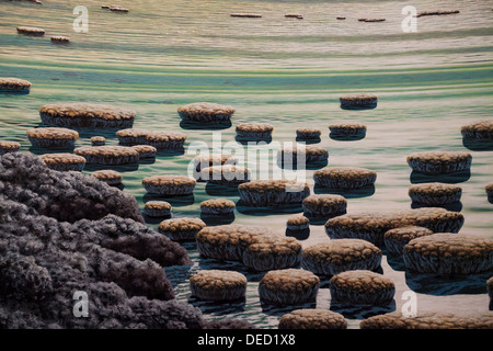 Archean Eon scene - a depiction of stromatolites growing in shallow hot springs Stock Photo