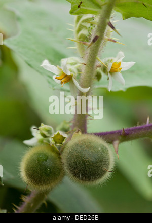 Naranjilla (little orange) plant (Solanum quitoense) Stock Photo