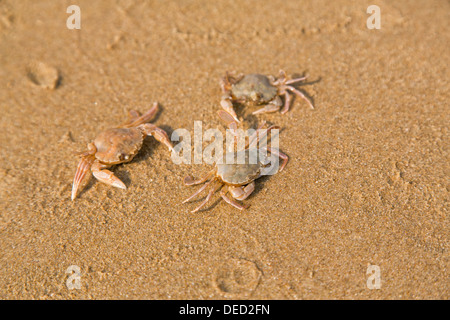 Baby crab on the sandy beach, sea shore Stock Photo