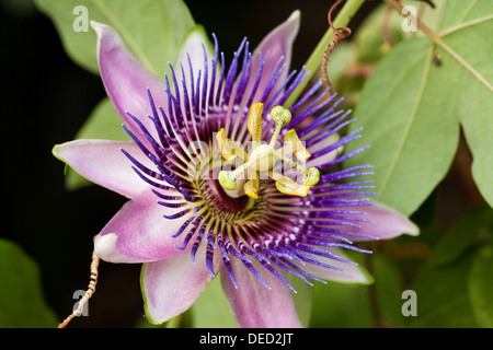 Passion flower (Passiflora) in full bloom Stock Photo