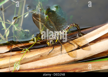 Southern hawker dragonfly laying eggs in a pond Stock Photo