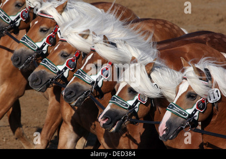 Moritzburg, Germany, freewheeling Haflinger stallion parade at the annual Stock Photo