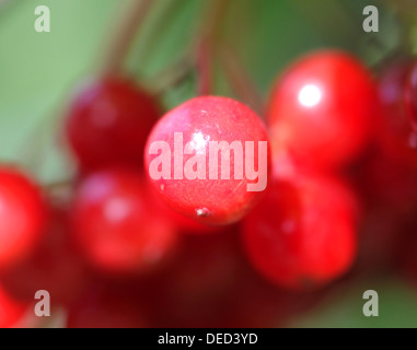 Red berries of Viburnum on a red background Stock Photo