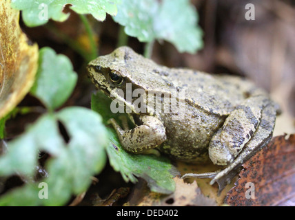 Green frog sitting on the ground among green leaves Stock Photo