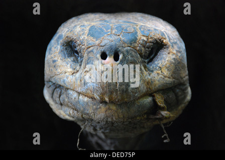 The face of an aging Giant Galapagos Tortoise Stock Photo