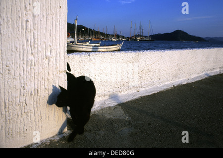 A black cat in the Marina of Gocek village, Gulf of Fethiye in the Aegean region of Turkey Stock Photo