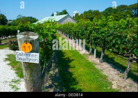 USA, New Jersey NJ Cape May Winery and vineyards on the Southern Jersey Shore Stock Photo