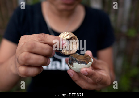 A Filipina opens a balut, or fertilized duck egg, before eating the unique Pinoy snack in Oriental Mindoro, Philippines. Stock Photo