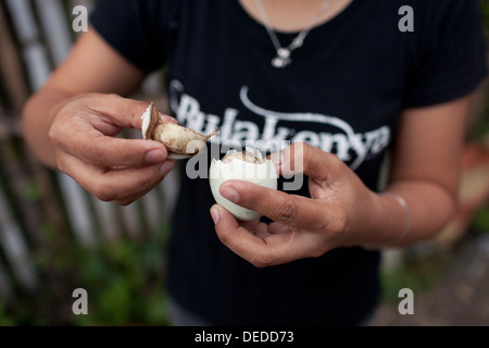 A Filipina opens a balut, or fertilized duck egg, before eating the unique Pinoy snack in Oriental Mindoro, Philippines. Stock Photo