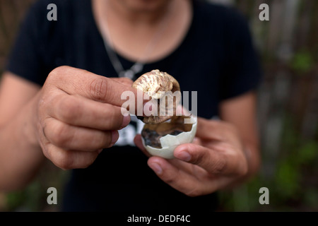 A Filipina opens a balut, or fertilized duck egg, before eating the unique Pinoy snack in Oriental Mindoro, Philippines. Stock Photo