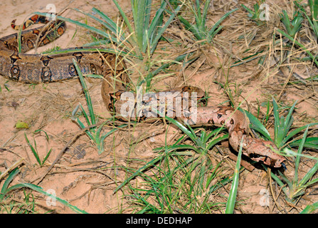 Brazil, Pantanal:  Constrictor boa (Boa Constrictor Imperator) on the ground between clamp of grass Stock Photo
