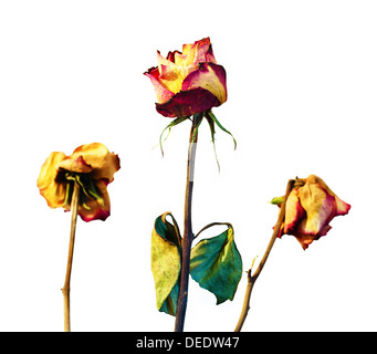 Three withered roses on a white background with vignetting. Stock Photo